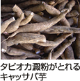 タピオカ澱粉がとれるキャッサバ芋